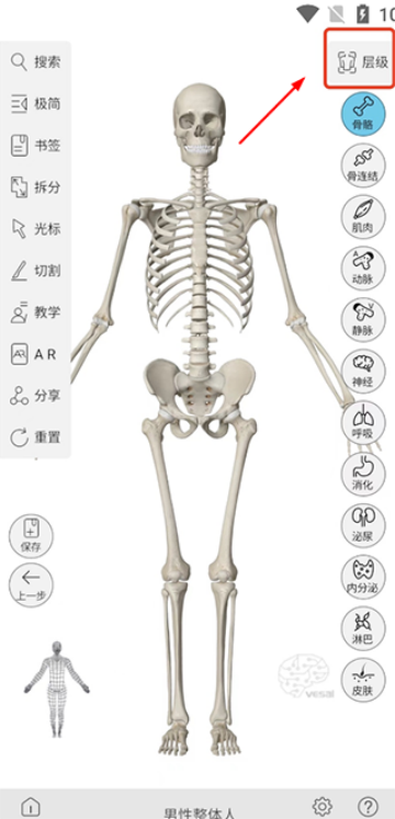 维萨里3d解剖app