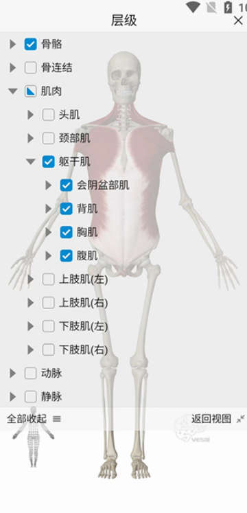 维萨里3d解剖app